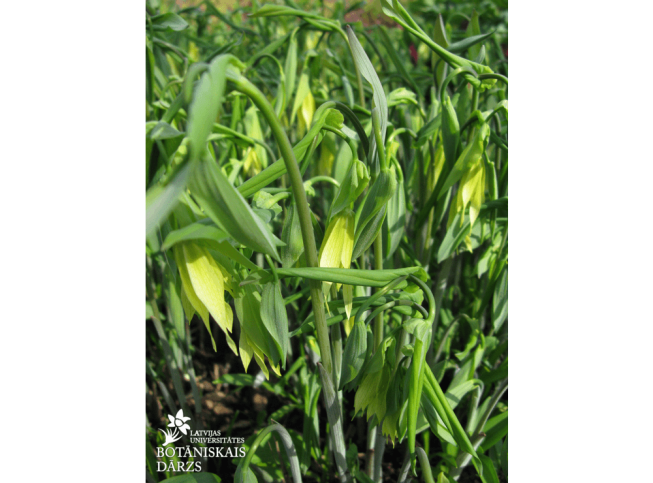 Uvularia grandiflora